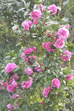 pink climbing rose