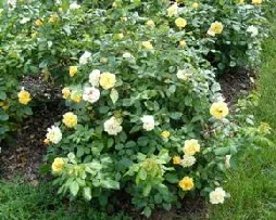 Tequila Floribunda Rose by Midwest Gardening
