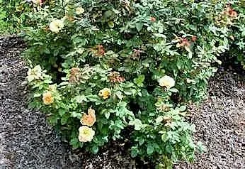 About Face Grandiflora Rose by Midwest Gardening