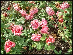 Curly Pink Sub zero shrub