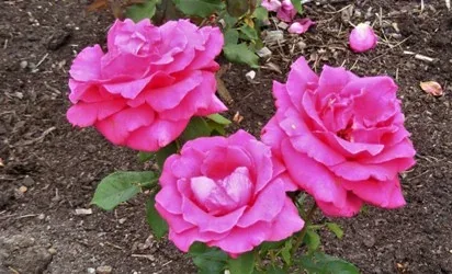 Forgoten Dreams Hybrid Tea rose by Midwest Gardening