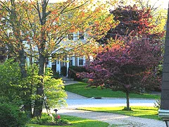 Landscaping with trees