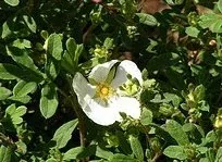 Potentilla fruticosa 'Abbotswood'