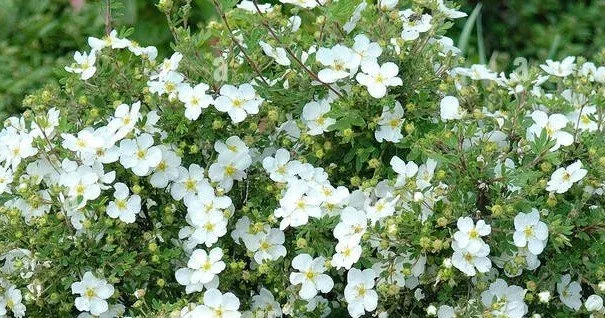 potentilla 'Abbotswood'