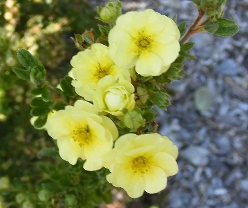 Potentilla fruiticosa 'Bellmeringue' Lemon Meringue Bush Cinquefoil (5)
