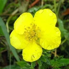 Potentilla fruticosa 'Gold Star
