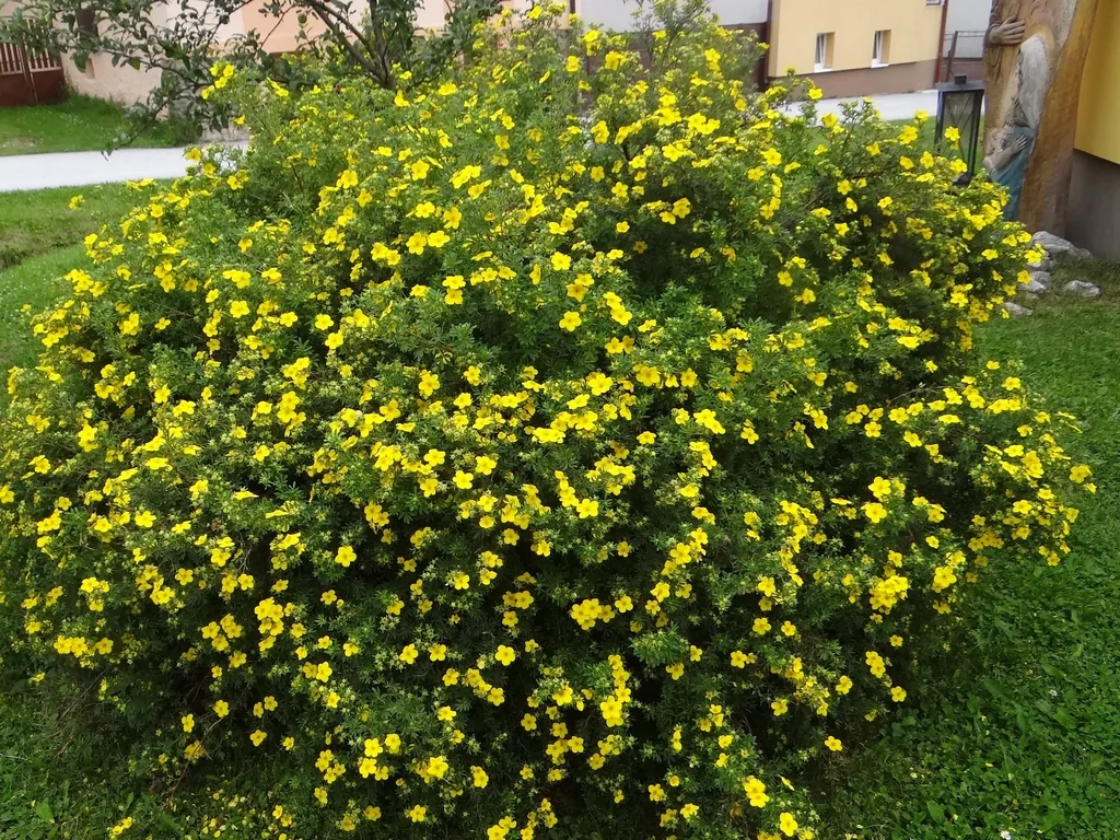 Potentilla fruticosa Gold Star