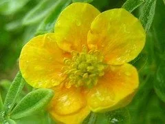 Potentilla fruticosa 'Mango Tango'