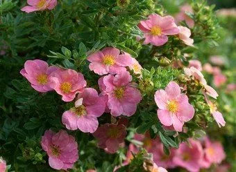 Potentilla 'Pink Beauty'