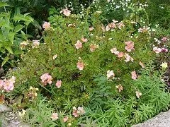 Potentilla fruticosa 'Pink Beauty'