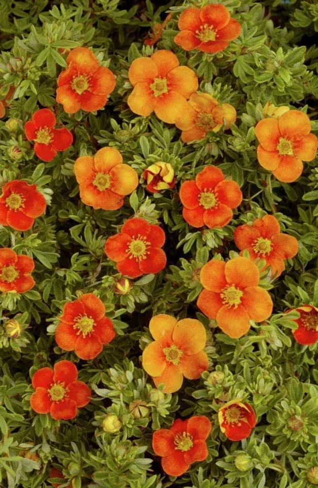 Potentilla Sunset