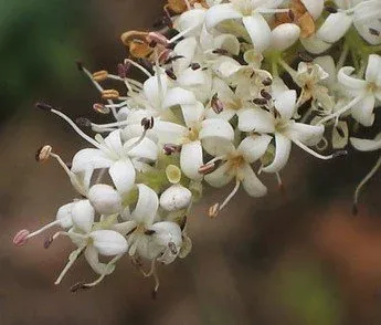 Ligustrum sinense blooms