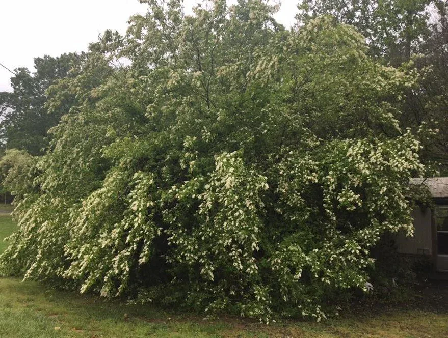 Privet 'Cheyenne'