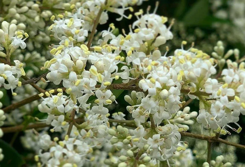 Privet 'Cheyenne' blooms