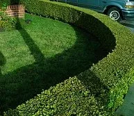 Privet hedge