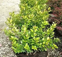 Privet Golden Vicary
