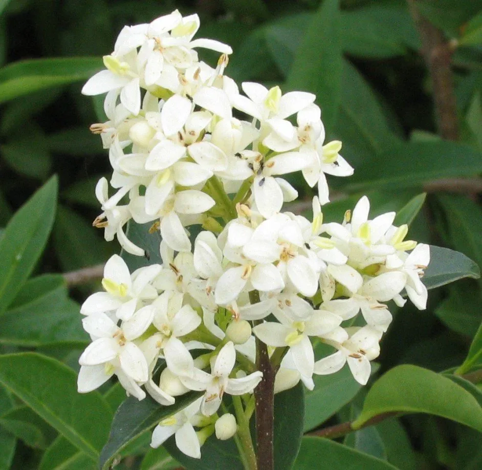 Privet Lodense blooms