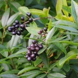 Privet 'Lodense' fruits