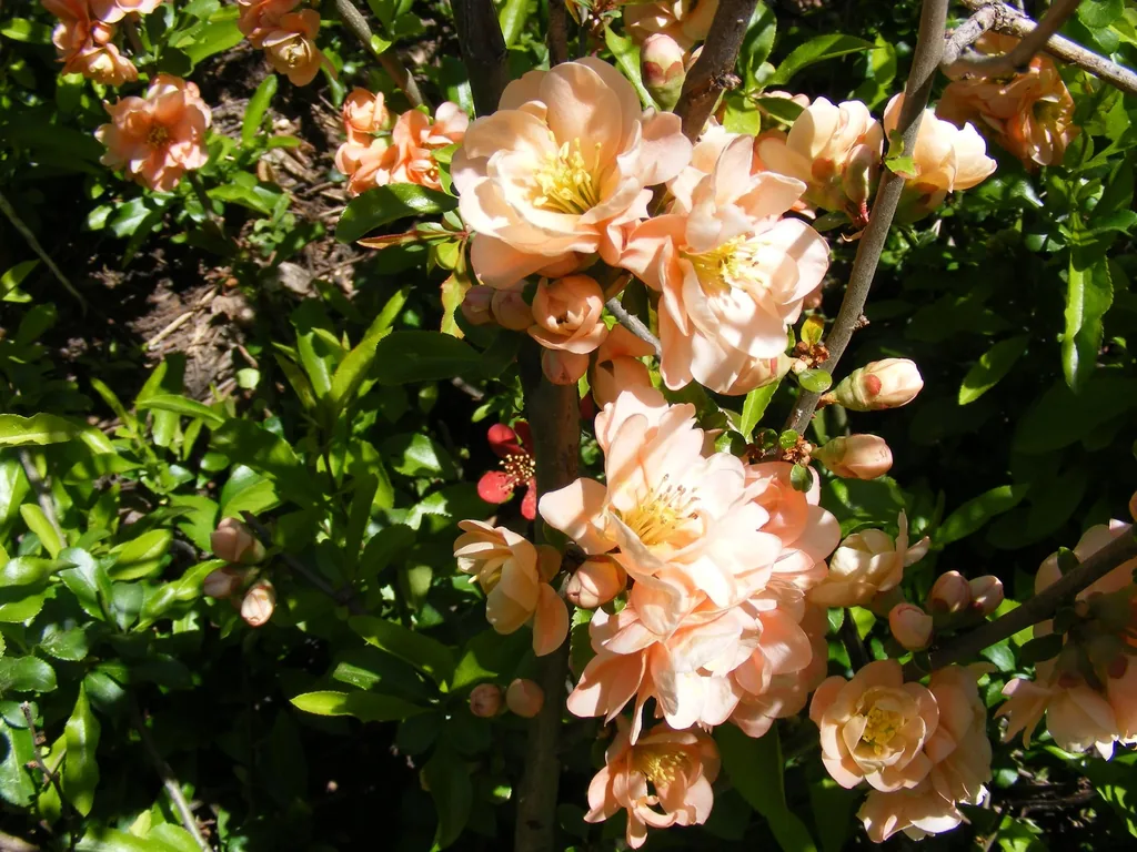 Chaenoneles Japonica 'Cameao' Japanese Flowering Quince (1)