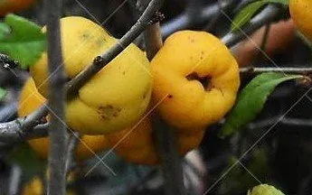Chaenomeles 'Cameo' fruits