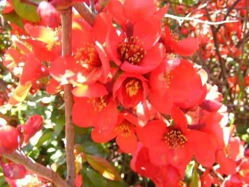 Chaenokeles x Superba 'Fusion' Japanese Flowering Quince (1)