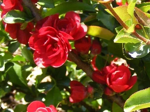 Chaenomeles Speciosa 'Scarlet Storm' Japanese Flowering Quince (1)