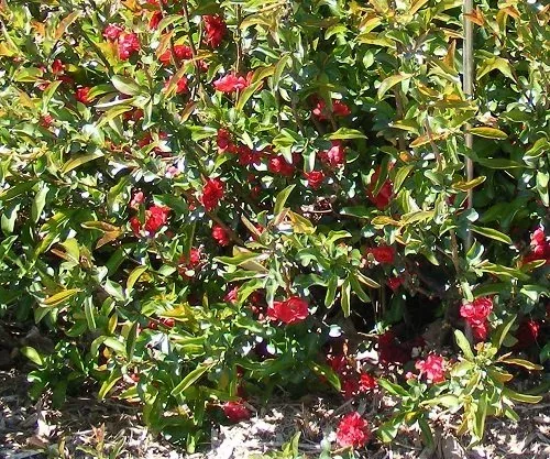 Chaenomeles Speciosa 'Scarlet Storm' Japanese Flowering Quince (3)