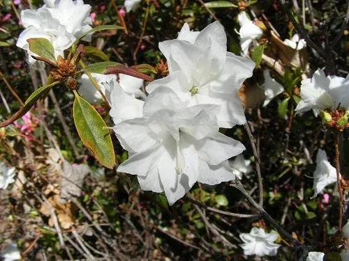 Rhododendron 'April White' (1)