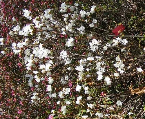 Rhododendron 'April White' (2)