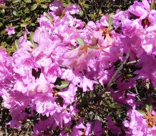 Rhododendron 'Milestone' (1)