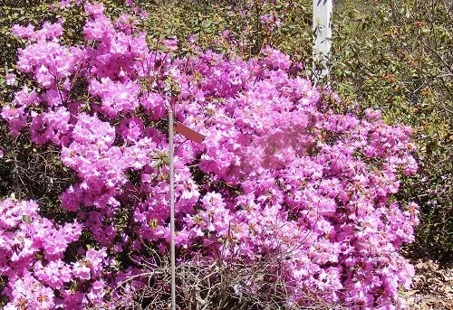 Rhododendron 'Milestone' (2)