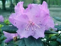 Rhododendron 'Northern Starburst'