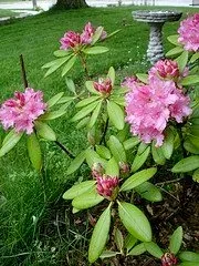 Rhododendron 'Haaga'