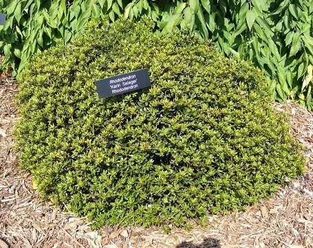 Rhodeodendron 'Karin Seleger'