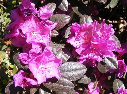Rhododendron 'Thunder' (1)
