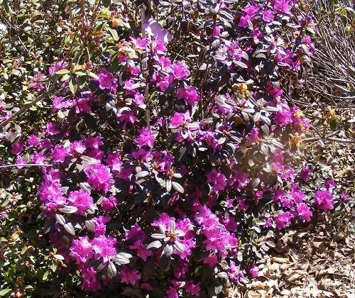 Rhododendron 'Thunder' (2)