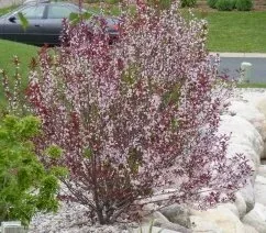 'Purpleleaf Sand Cherry'