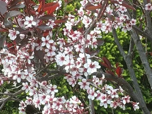 Purple Leaf Sandcherry by Midwest Gardening (3)