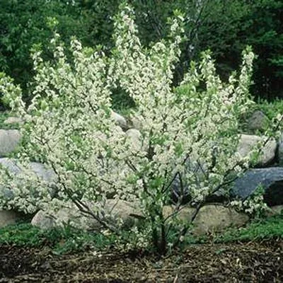 Purple leaf sandcherry 'Dark Star' blooms