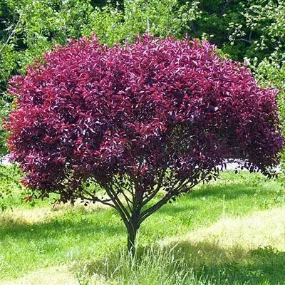 Purple leaf sandcherry 'Dark Star'