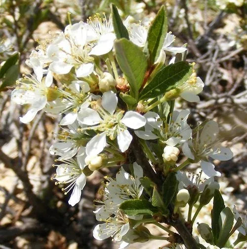Prunus Besseyi Pawnee Buttes Western Sandcherry (1)