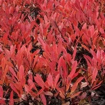 Prunus Besseyi Pawnee Buttes Western Sandcherry