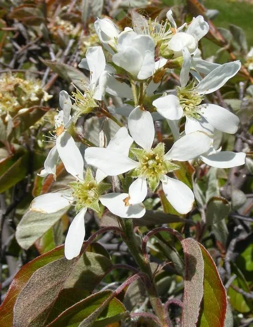 Amelanchier Alnir 'Regent' Serviceberry (1)