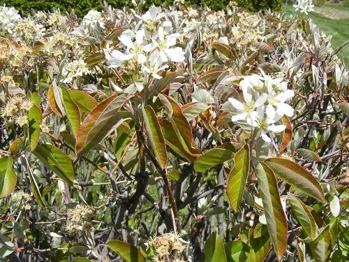 Amelanchier Alnir 'Regent' Serviceberry (3)