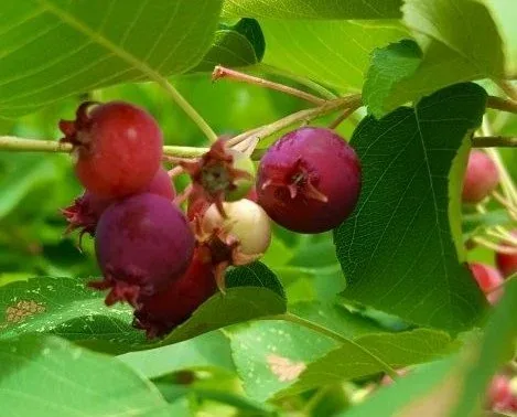 Amelanchier Alnifolia 'Regent' berries