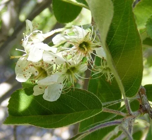 Amelancier Canadensis 'Glennform' Rainbow Pillow Serviceberry (2)