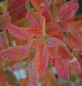 Amelancier Canadensis 'Glennform' Rainbow Pillow Serviceberry fall color