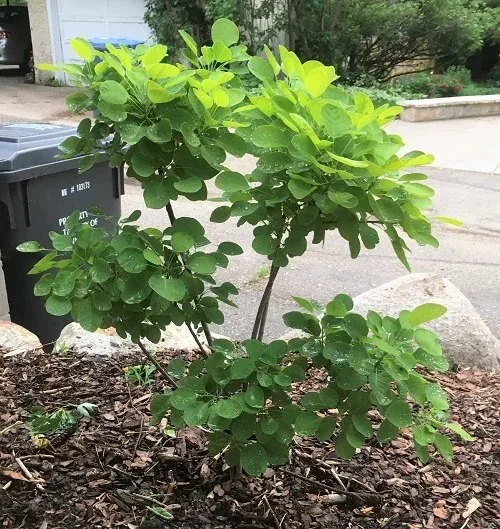 Smoke Tree Golden Spirit (1)