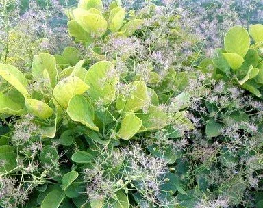 Smokebush Golden Spirit blooms