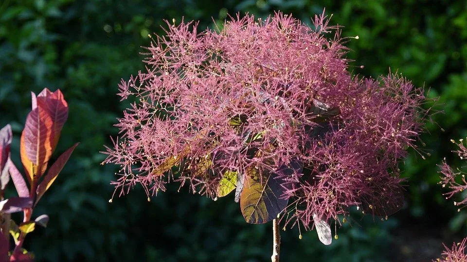 cotinus dummeri Smokebush Grace